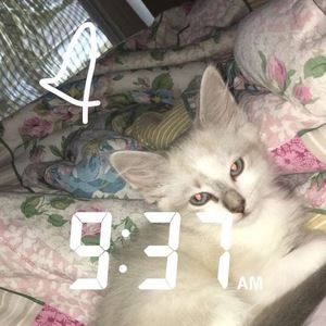 Meet your Posher, Natalie